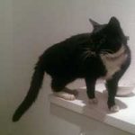 2015_11_10_fundkatze_middlum01