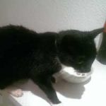 2015_11_10_fundkatze_middlum02