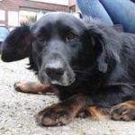 2015_9_17_schwarzbraunermix