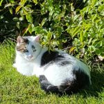 Flecki – Papenburg