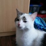 Kater BBs Papenburg 19.06.2016