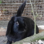 schwarzes Kaninchen Mona 150 x 150