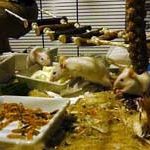 2012_01_31_farbmaeuse01