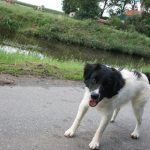 Chip_2
