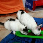 Falco und Edith