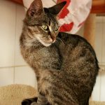 Getigert spitzes Gesicht 1