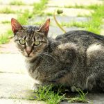 Getigert spitzes Gesicht 2