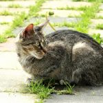 Getigert spitzes Gesicht 3