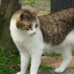 Marten 2