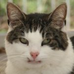 Palaskali 1 250 x 250