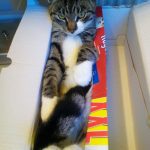Billy the Cat 1