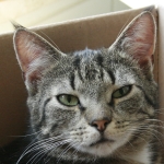 Captain Curk 150 x 150