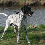 Peggy und Pacco 014