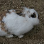 Broccoli männl Löwenkopf Mix