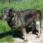 Dörthe, Spike und Hexe, Schafe, Kaninchen 063