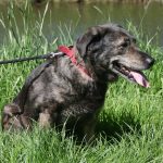 Dörthe, Spike und Hexe, Schafe, Kaninchen 065