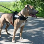 Dörthe, Spike und Hexe, Schafe, Kaninchen 077