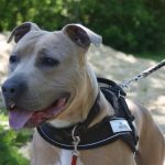 Dörthe, Spike und Hexe, Schafe, Kaninchen 079