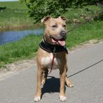 Dörthe, Spike und Hexe, Schafe, Kaninchen 082