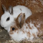Ruccola und Elisabeth