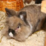 Simba Löwenkopf Mix