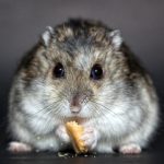 hamster-1772742_1280