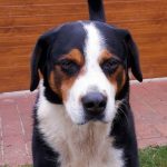 Appenzeller Jakobs Portrait