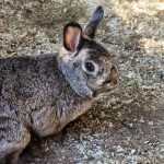 IMG-20240625-WA0008[1]