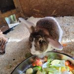 IMG-20240625-WA0015[1]