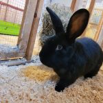 IMG-20240625-WA0018[1]