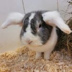 IMG-20240625-WA0019[1]