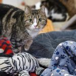 IMG-20240701-WA0017[1]