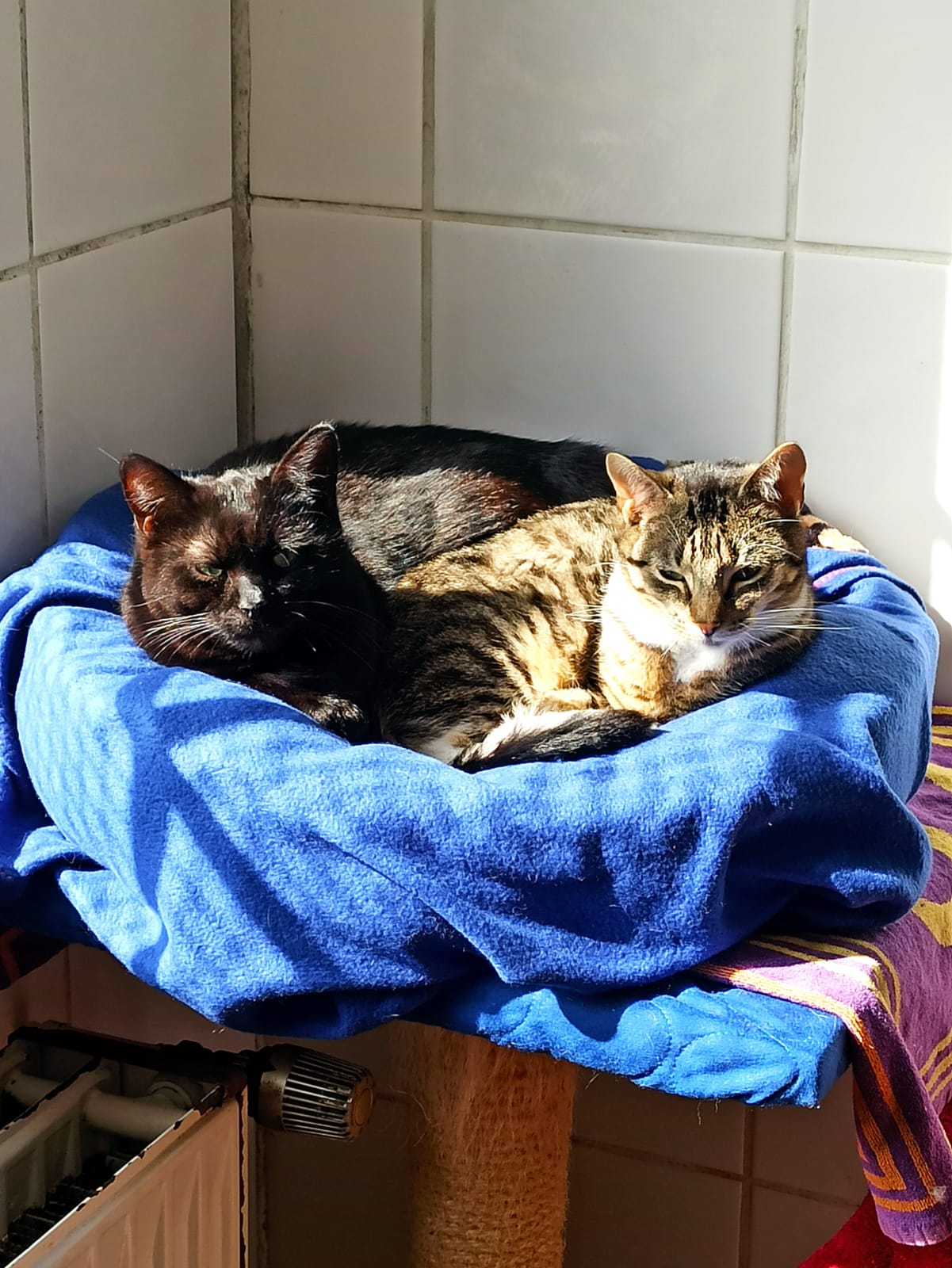 Pino & Heidi